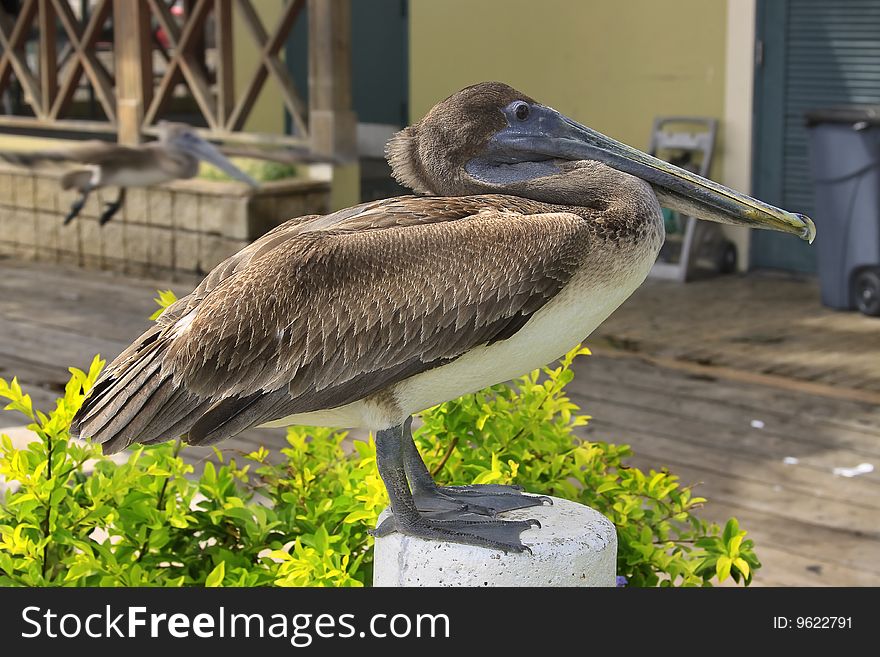 The Brown Pelican (Pelecanus occidentalis) is the smallest of the eight species of pelican, although it is a large bird in nearly every other regard. It is 106-137 cm (42-54 in) in length, weighs from 2.75 to 5.5 kg (6-12 lb) and has a wingspan from 1.83 to 2.5 m (6 to 8.2 ft). The Brown Pelican (Pelecanus occidentalis) is the smallest of the eight species of pelican, although it is a large bird in nearly every other regard. It is 106-137 cm (42-54 in) in length, weighs from 2.75 to 5.5 kg (6-12 lb) and has a wingspan from 1.83 to 2.5 m (6 to 8.2 ft).
