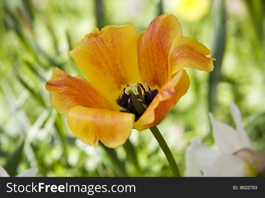 Open orange tulip in a spring garden. Close-up