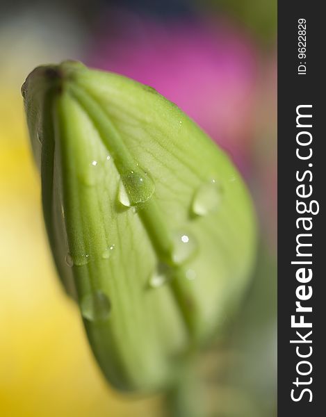 Picture of a leaf with rain drops