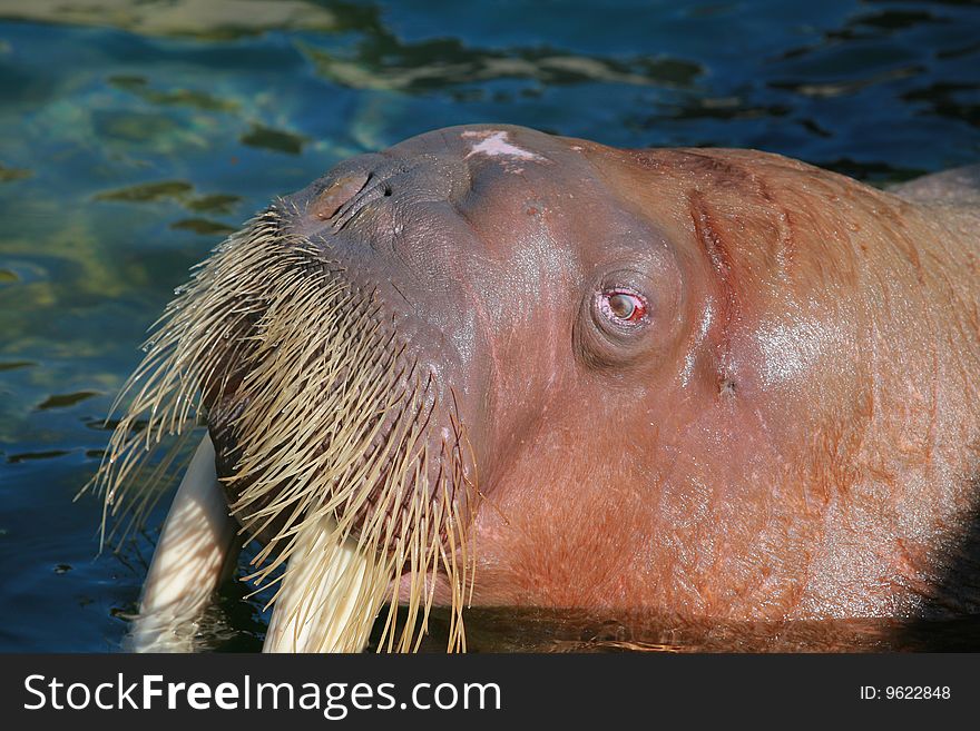 Sea lion head close up