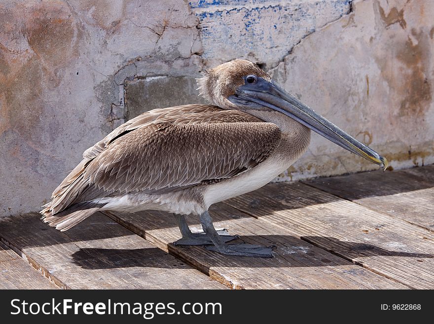 Lonley Brown Pelican