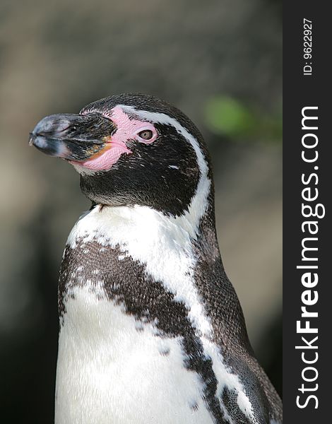 Peinguin head