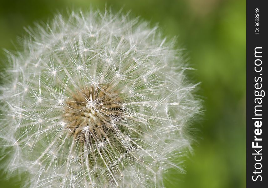 Dandelion With Seeds Close-up