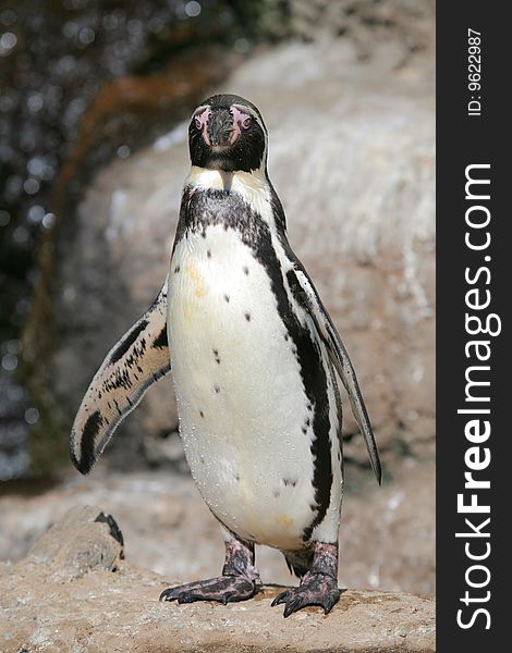 Penguin standing on a rock