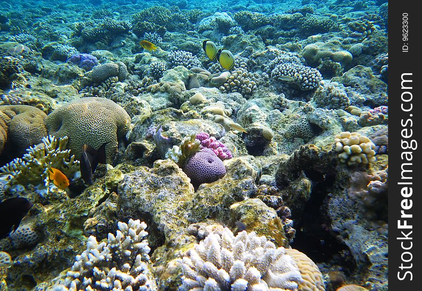 Hard-coral reef in Red sea