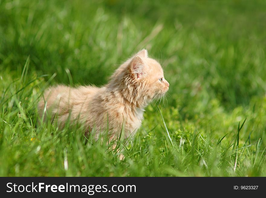 Beautiful kitten on the green grass. Beautiful kitten on the green grass
