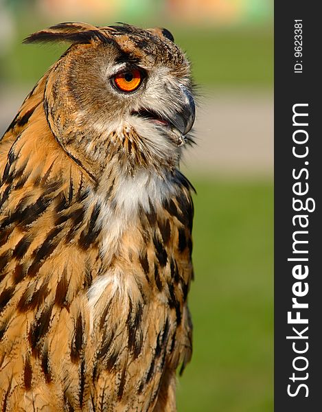 Eurasian Eagle Owl (Bubo maximus)