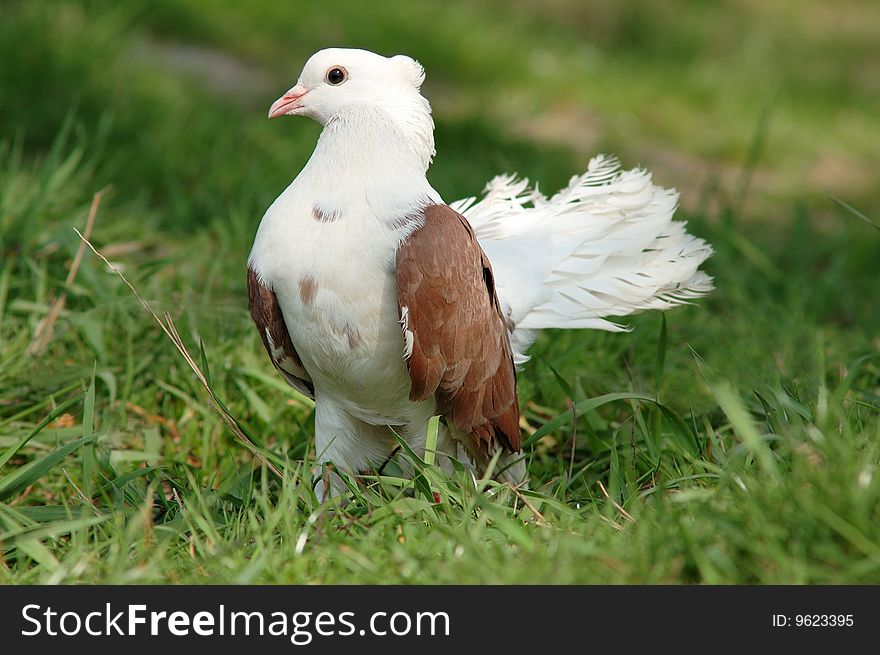 White dove on the green grass