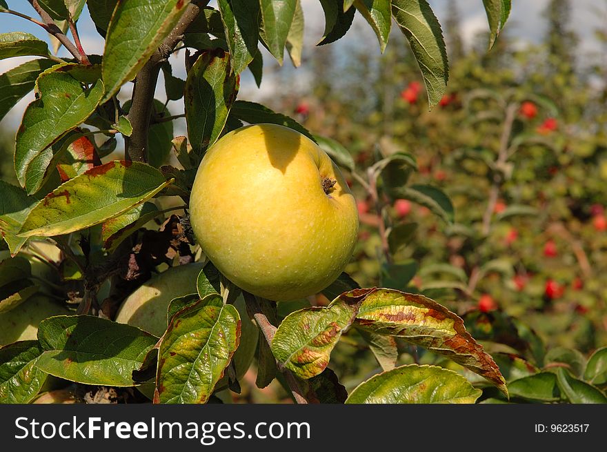 Green shiny delicious apple hanging from a tree branch in an apple orchard