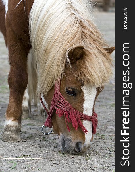 This is a portrait of a lovely pony. This is a portrait of a lovely pony