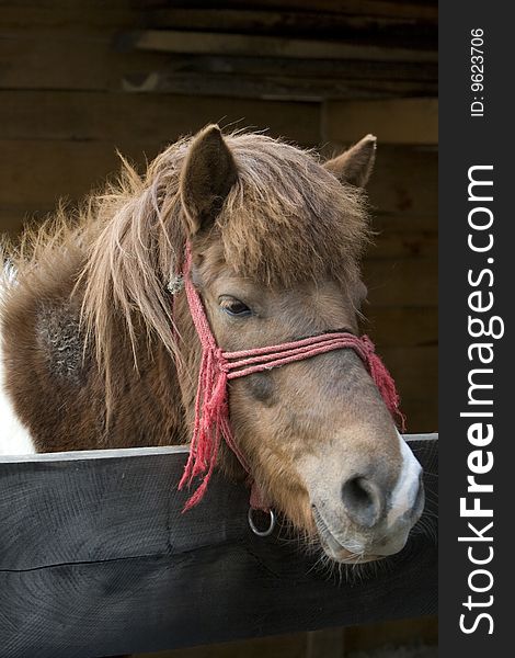 This is a portrait of a lovely pony. This is a portrait of a lovely pony