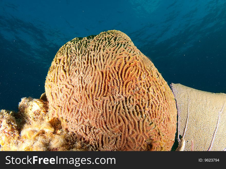 A brain coral head sits on the reef off the coast of Grand Cayman, BWI