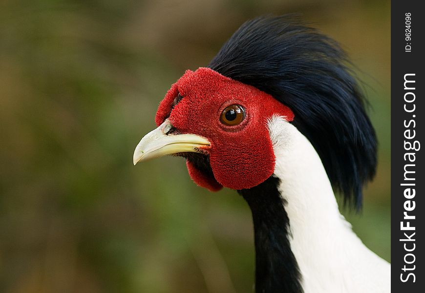 Close detail of pheasant rooster head with eye. Close detail of pheasant rooster head with eye