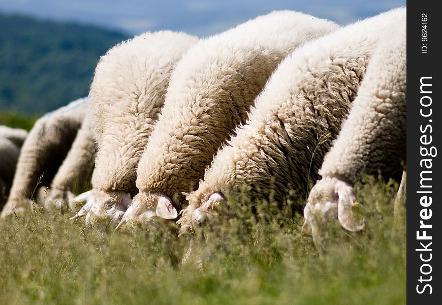 Small group of sheeps foraging on the meadow. Small group of sheeps foraging on the meadow