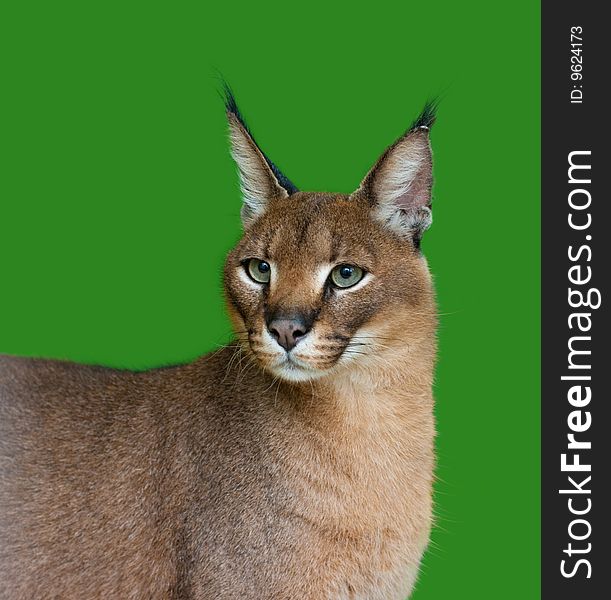 Caracal on green background studio shot