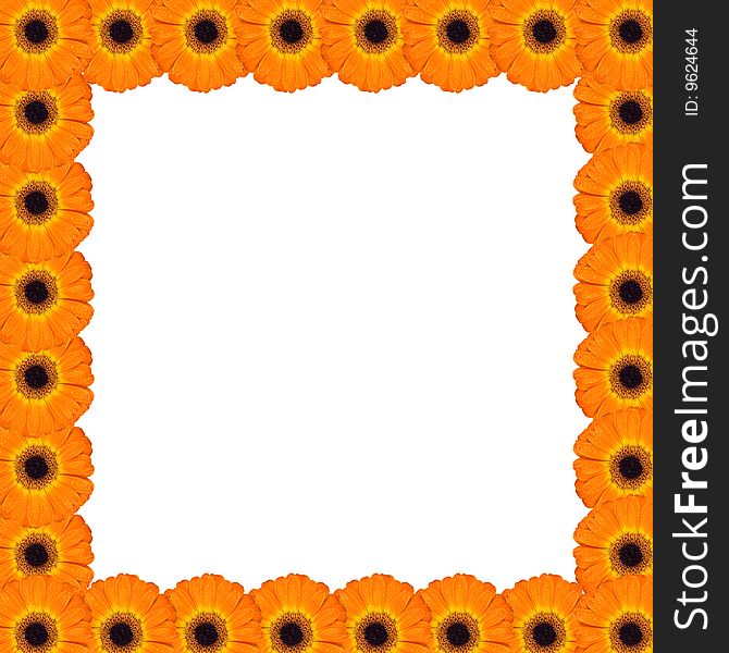 Frame with orange gerbera blossoms