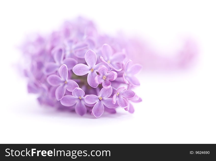 Fragrant Lilac Blossoms