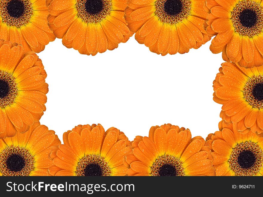 Frame with orange gerbera blossoms