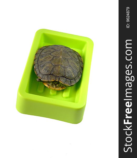 Tortoise in soap box like a soap