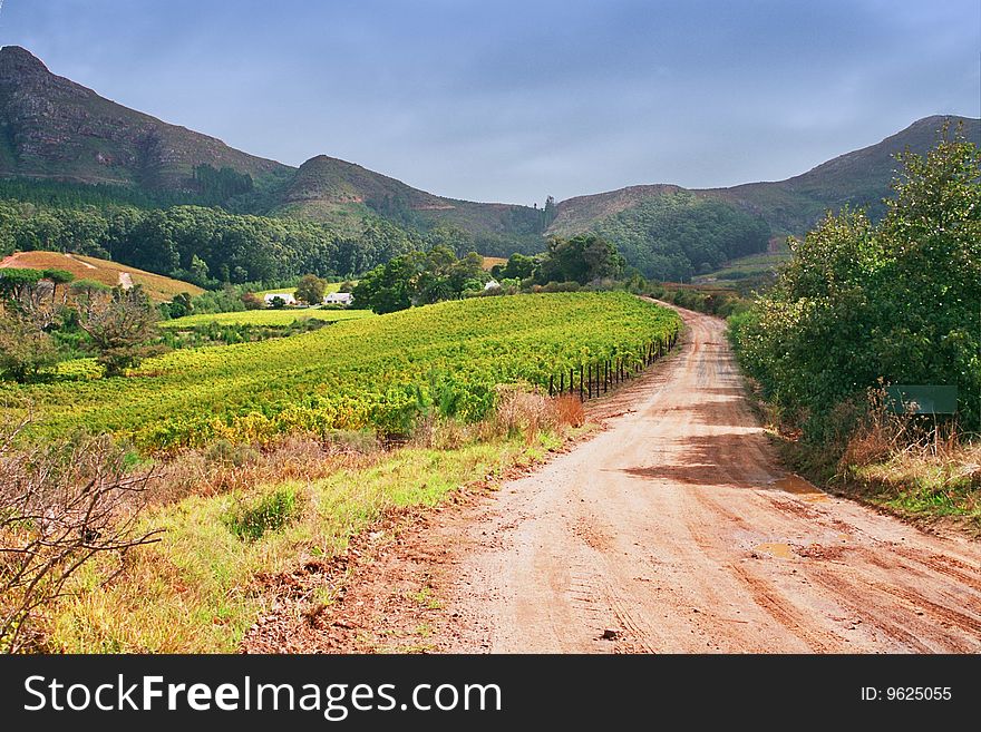 A picturesque dirt track through rustic vineyards. A picturesque dirt track through rustic vineyards