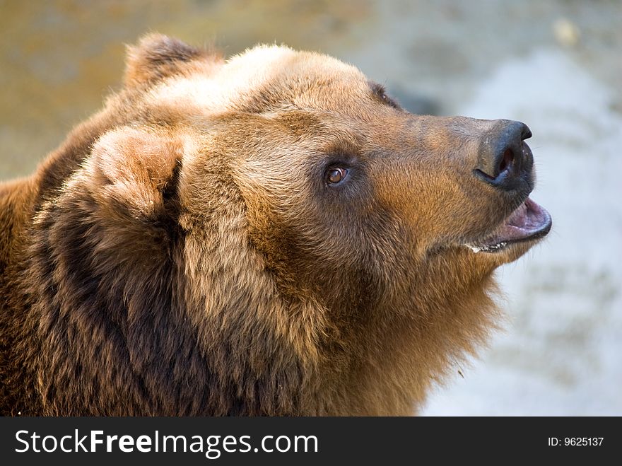 The brown bear in a zoo