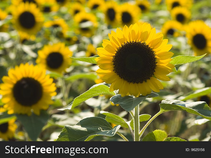 Beautiful Field of Yellow Sunflowers in Summer Time. Beautiful Field of Yellow Sunflowers in Summer Time