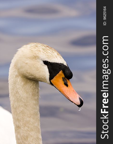 Elegant White Swan on Blue Lake Close-up. Elegant White Swan on Blue Lake Close-up