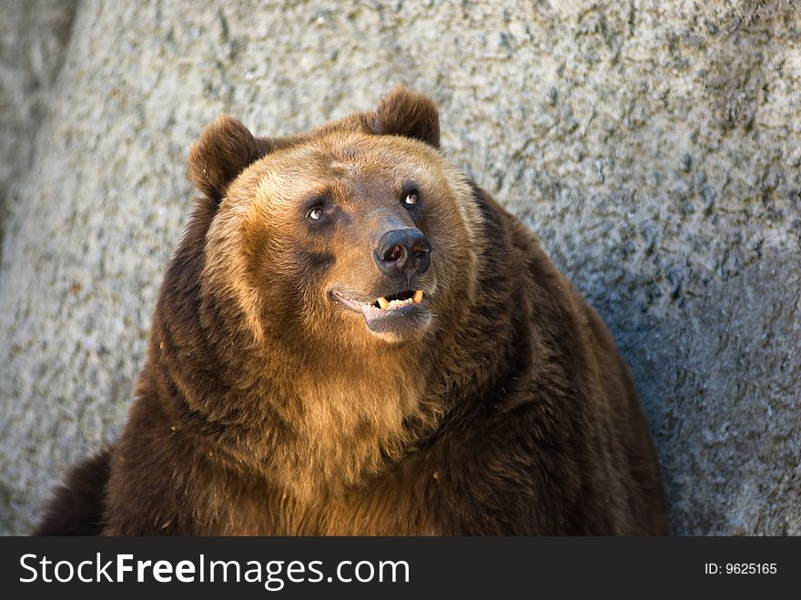 The brown bear in a zoo