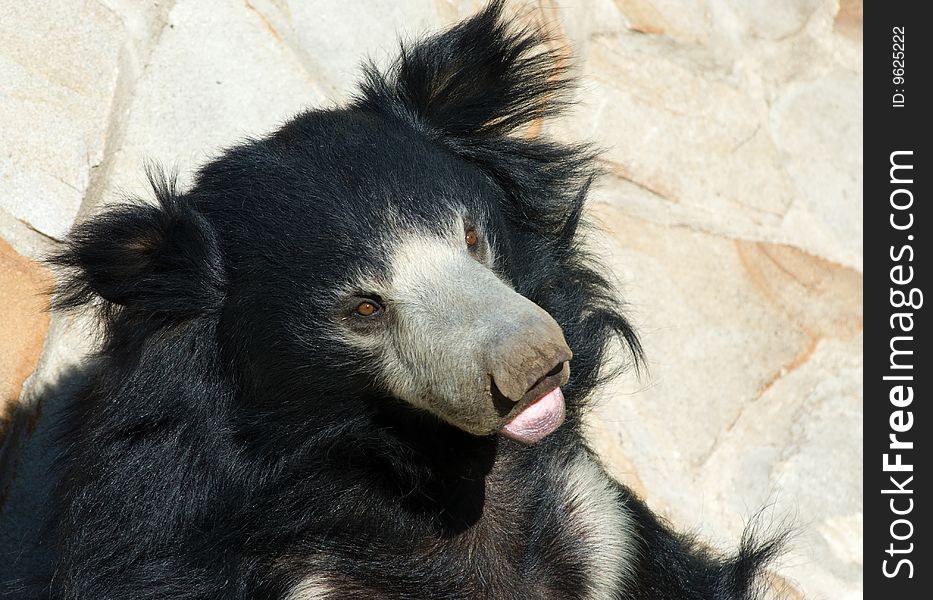 Cute indian sloth bear in a zoo