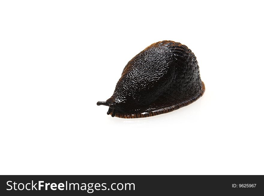 A black slug is on white background