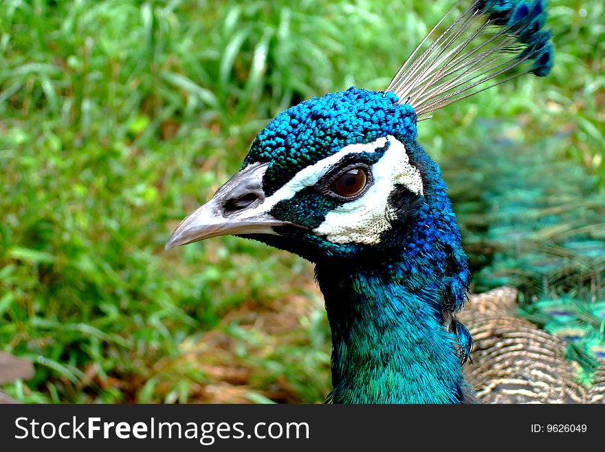 A beautiful peacock with green background. A beautiful peacock with green background