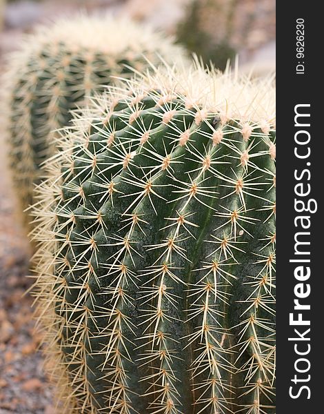 Cactus details