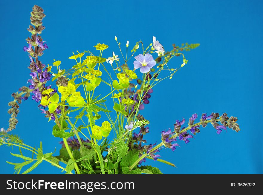 Bouquet of field colors on a blue background