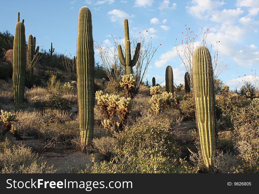 Arizona Desert Landscape at Scottsdale