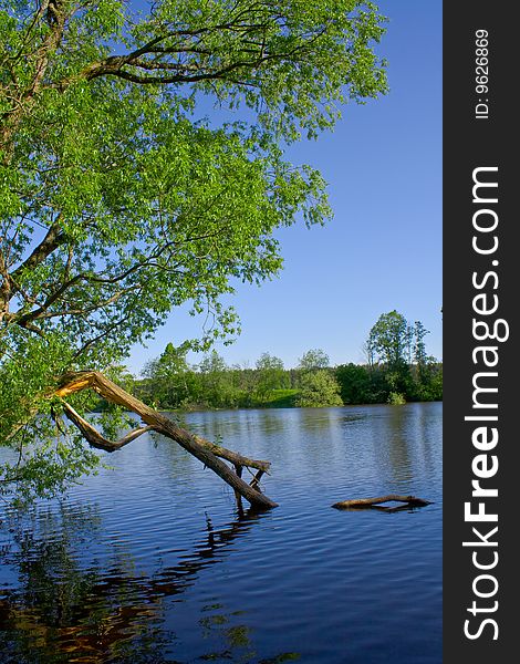 Broken tree has bent over water. A summer landscape.