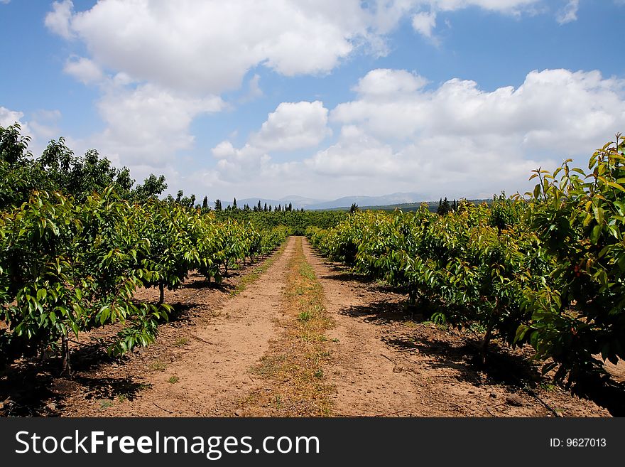 Road in the cherry orchard in summer