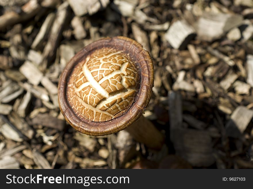 Mottled Bolete Mushroom