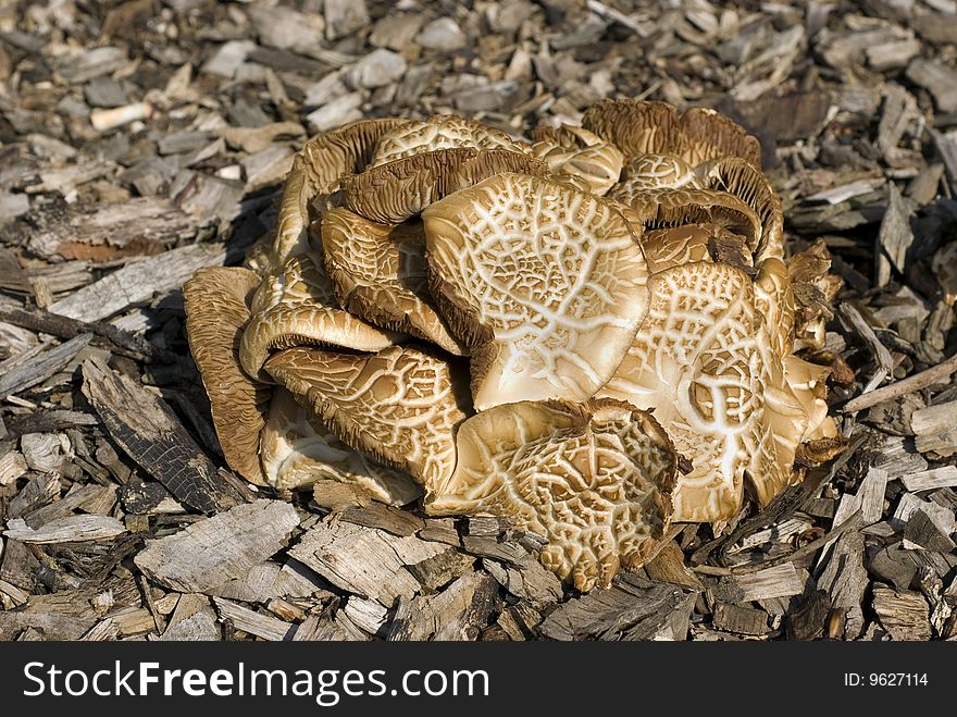Group of Mottled Bolete Mushrooms (Leccinum Varilcolor}
