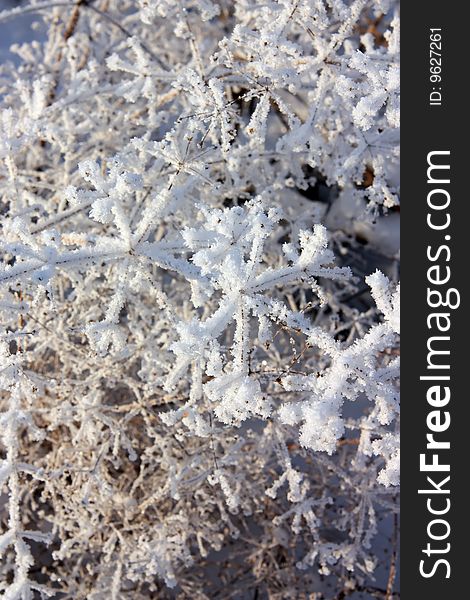 Frozen branch of grass at winter meadow