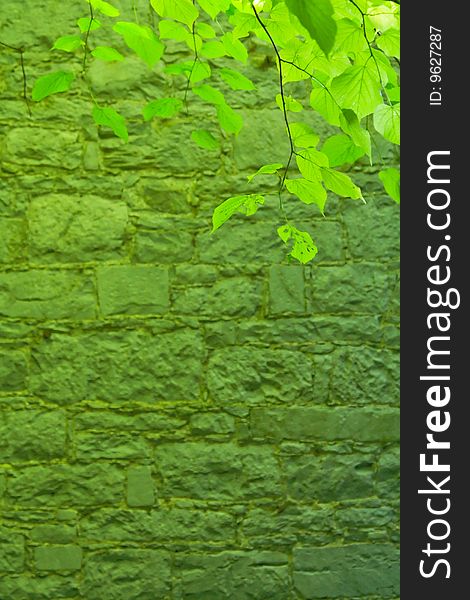 A green tree leafs in a sun rays and a stone wall on a background. A green tree leafs in a sun rays and a stone wall on a background