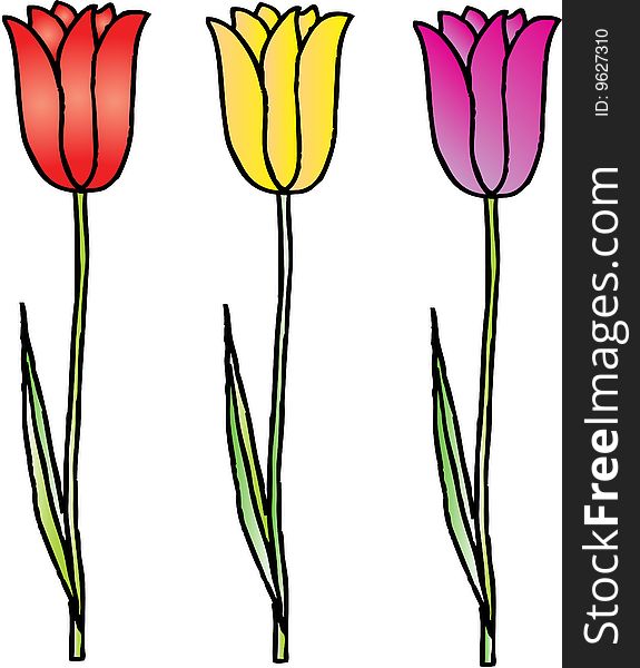 Three colorful tulips on white background. Three colorful tulips on white background