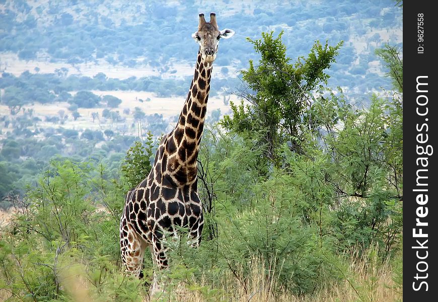 Giraffe close-up on a background of mountains in the savanna in sunny day