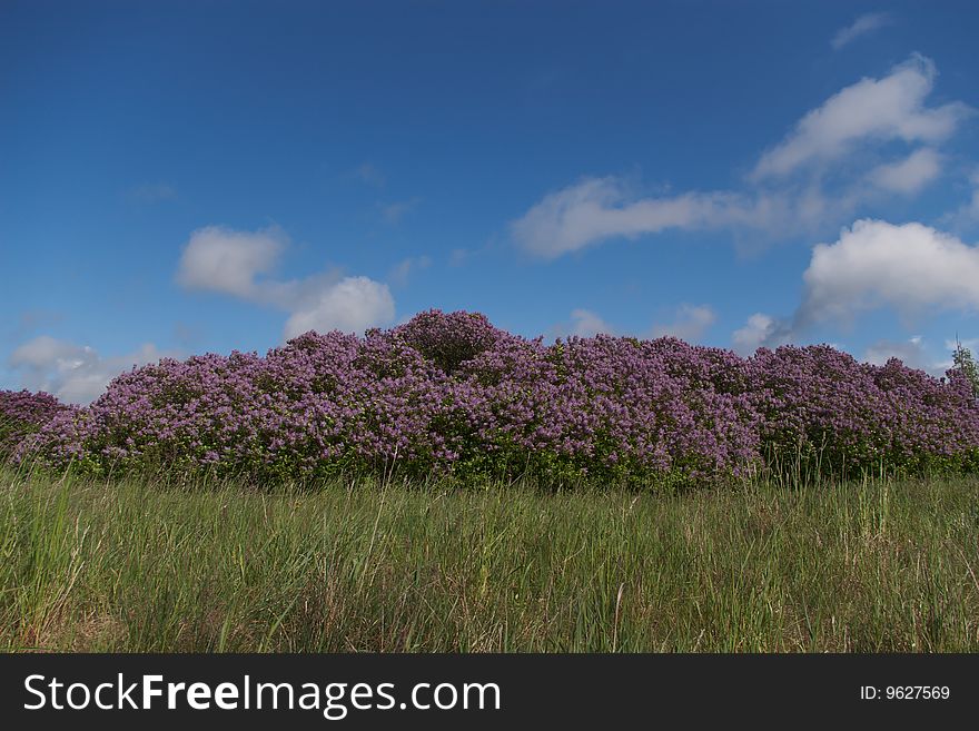 Blooming lilac bushes under the blue sky. Blooming lilac bushes under the blue sky
