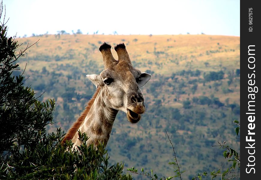 The head of giraffe in the branches of trees close-up in sunny day