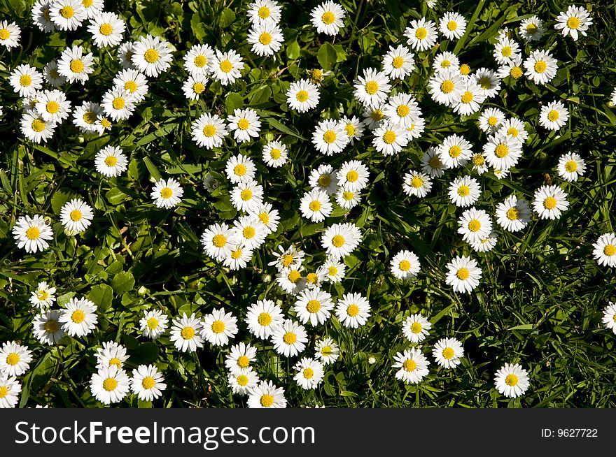 Bright and vivid Daisies in the grass. Bright and vivid Daisies in the grass