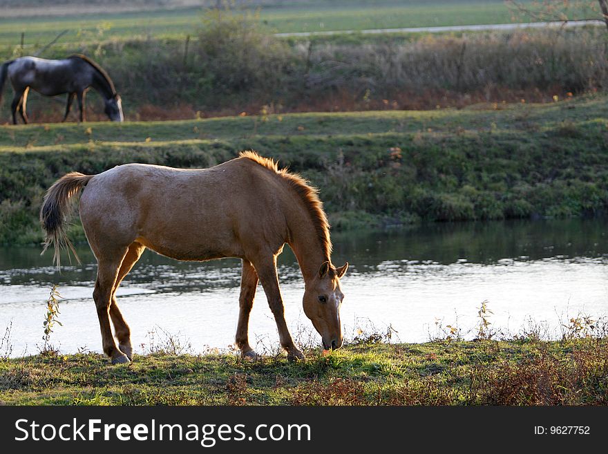 Horses grazing by a pond