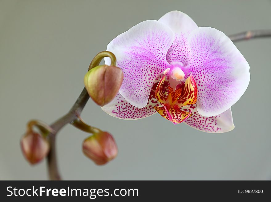 Isolated detail of Orchid - Phalaenopsis