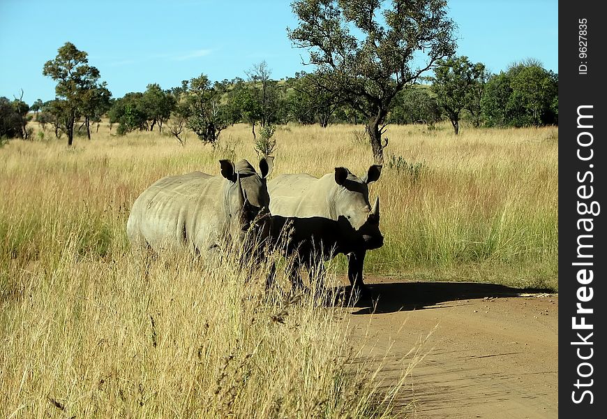 A Pair Of Rhinoceros