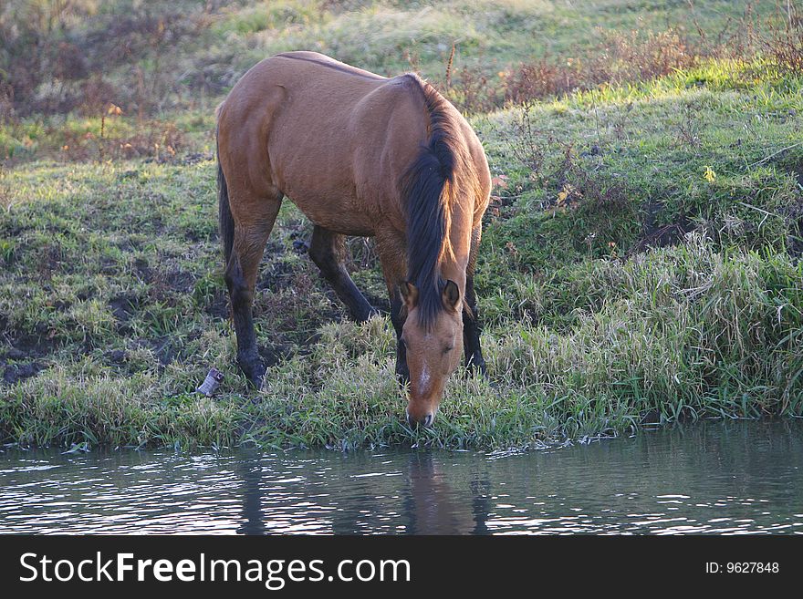 Horse grazing and drinking water from a pond
