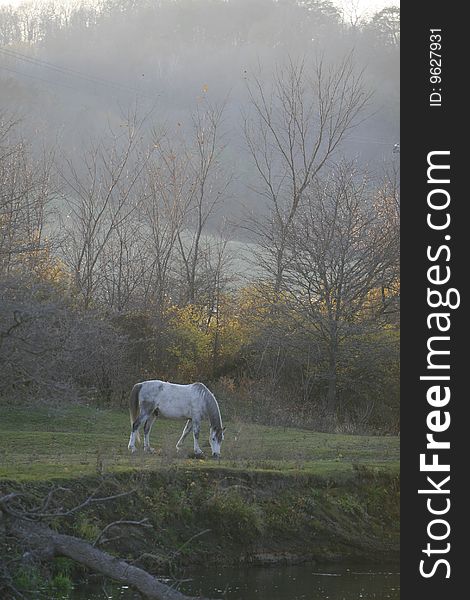 Horse grazing and drinking water from a pond